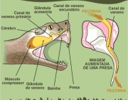 Presas Inoculadoras de Veneno 1