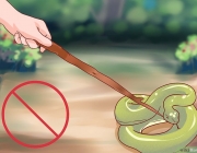 Prevenir Ataque de Cobras 2