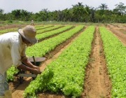 Produção de Alface por Hectare 4