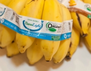 Produção de Banana Orgânica no Brasil 1