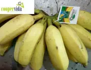 Produção de Banana Orgânica no Brasil 3