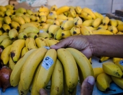 Produção de Banana Orgânica no Brasil 4
