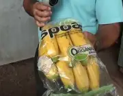 Produção de Banana Orgânica no Brasil 6