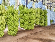 Produção de Bananas no Brasil 1