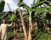 Produção de Bananas no Brasil 2