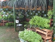 Produção de Bananas no Brasil 3