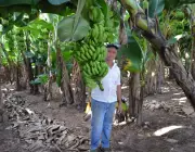 Produção de Bananas no Brasil 5