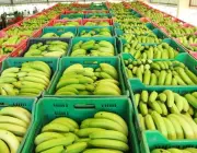 Produção de Bananas no Brasil 6