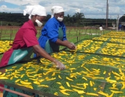 Produção de Frutos Secos ao Redor do Mundo 1