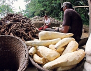 Produção da Mandioca 3