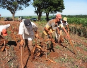 Produção da Mandioca 6