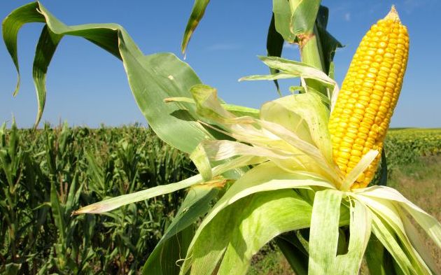 Milho é Legume ou Verdura? | Mundo Ecologia