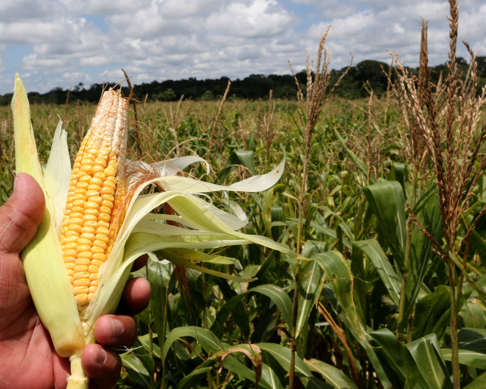 Milho é Legume ou Verdura? Mundo Ecologia