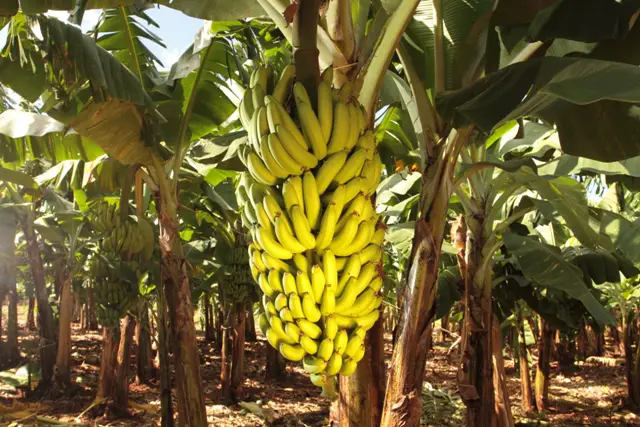 Produtividade da Banana Prata Irrigada 2