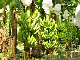 Produtividade da Banana Prata Irrigada 3