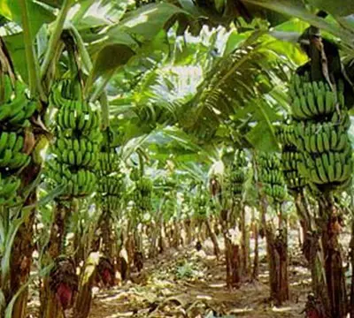 Produtividade da Banana Prata Irrigada 4