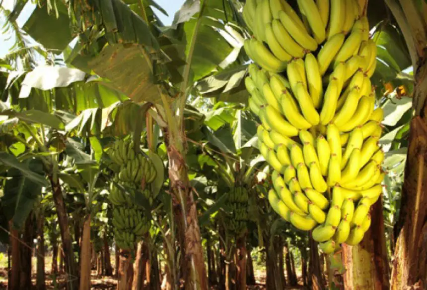 Produtividade da Banana Prata Irrigada 5