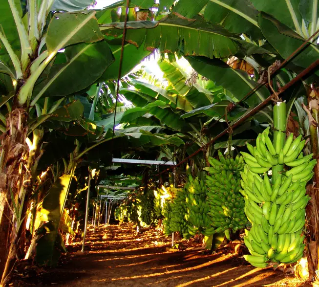 Produtividade da Banana Prata Irrigada 6