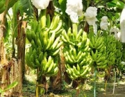 Produtividade da Banana Prata Irrigada 3