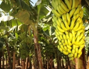 Produtividade da Banana Prata Irrigada 5