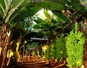 Produtividade da Banana Prata Irrigada 6