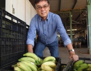 Produtores de Banana 5