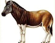 Projeto Quagga 6