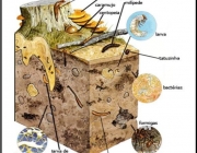 Propriedades Biológicas do Solo 5