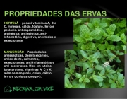 Propriedades Medicinais das Plantas 6