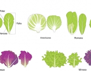 Propriedades Nutricionais do Alface 4