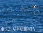 Protejo Preservação de Albatroz Errante 4