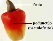 Pseudofruto 3