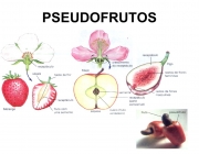 Pseudofruto 4