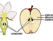 Pseudofruto 5