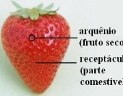 Pseudofruto 6