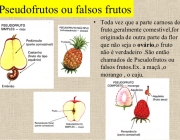 Pseudofrutos Frutos 3