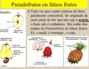 Toda vez que a parte carnosa do fruto, geralmente comestível, for originada de outra parte da flor que não seja o ovário, o fruto não é verdadeiro. São então cha-mados de Pseudofrutos ou falsos frutos. Ex. a maçã ,o morango , o caju. Simples: