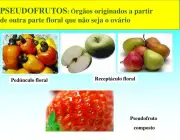 Pseudofrutos Frutos 5