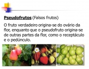 O fruto verdadeiro origina-se do ovário da flor, enquanto que o pseudofruto origina-se de outras partes da flor, como o receptáculo e o pedúnculo.