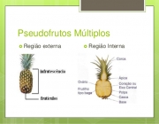 Pseudofrutos 6