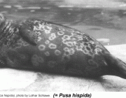 Pusa Hispida 5