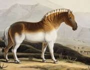 Quagga 1