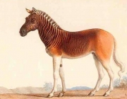 Quagga 2