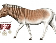 Quagga 3