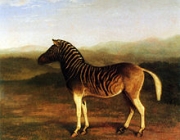 Quagga 4