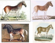 Quagga 5