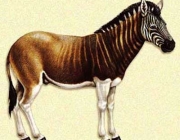 Quagga 6