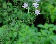 Lactuca Floridana 1