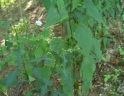 Lactuca Floridana 3