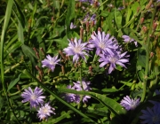 Lactuca Pulchella 1